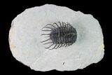 Spiny Koneprusia Trilobite - Ofaten, Morocco #149181-2